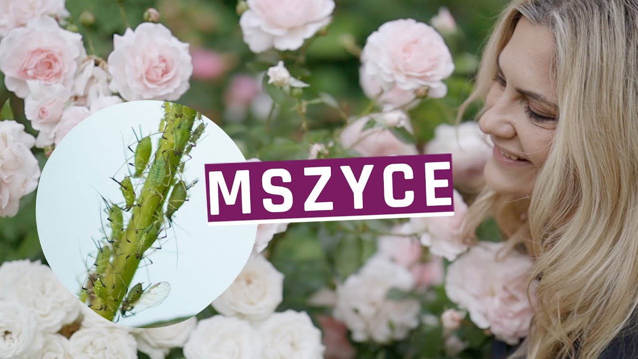 Jak pozbyć się mszycy? Ekologiczne sposoby na mszyce.