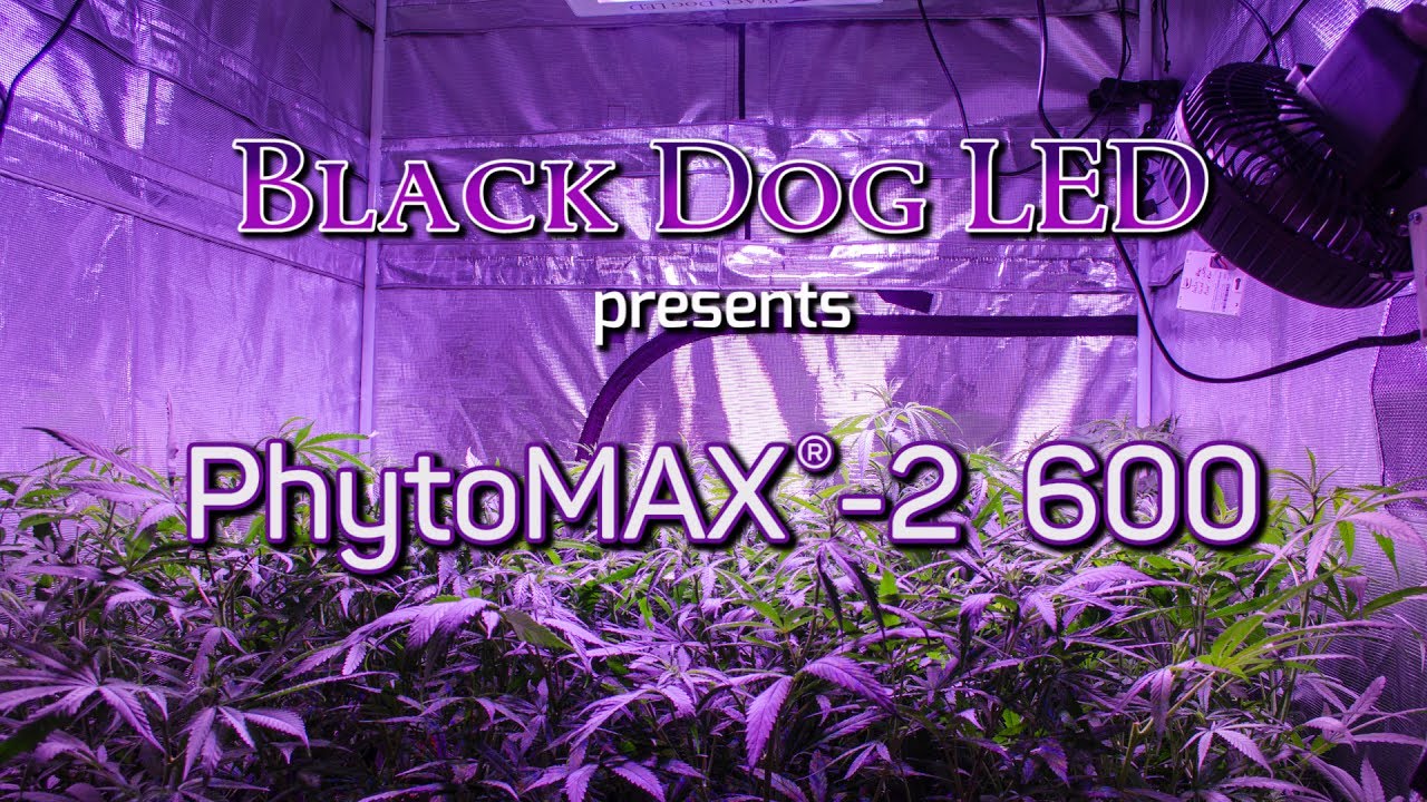 PhytoMAX-2 600