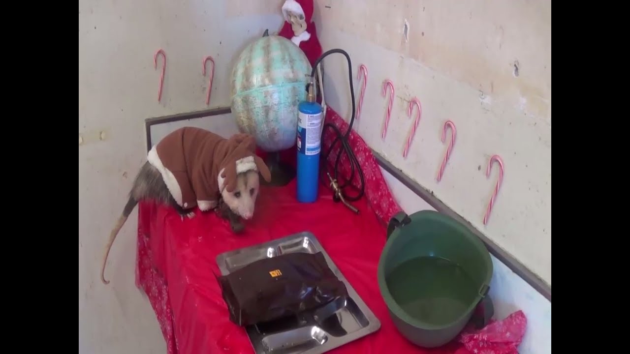 Christmas Ham
