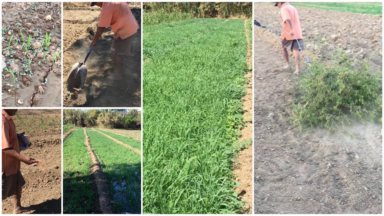 Así es como producimos la comida de mis conejos (la alfalfa)