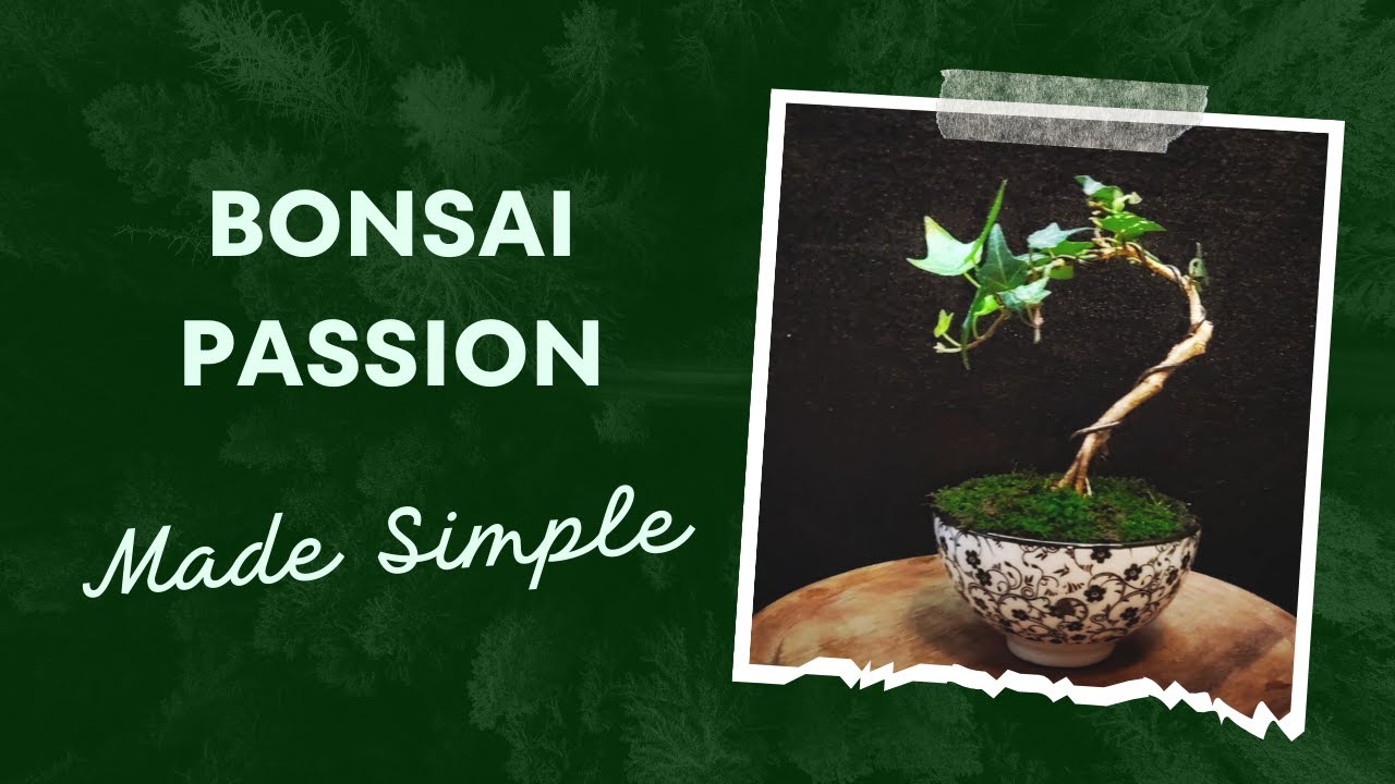 Hedera Helix - Ivy bonsai (Bonsai Diary) #31