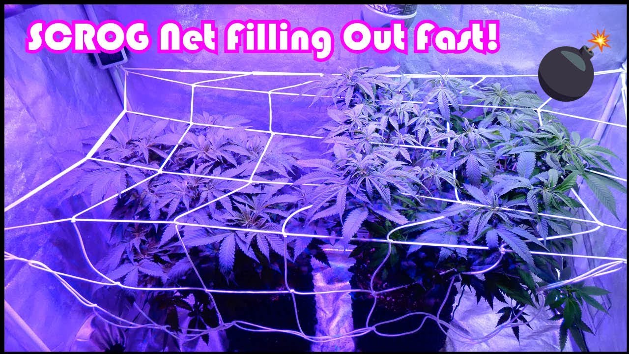 Week 6 Vegetation for the Chemdawg Beginner Grow Series:  SCROG Net Filling up Fast!