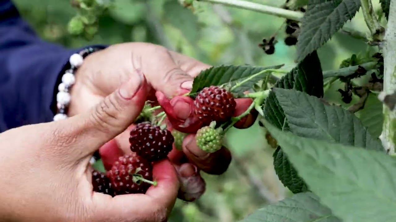 Brechas tecnol&oacute;gicas de la cadena productiva de la mora en el Valle del Cauca #SomosUNAL