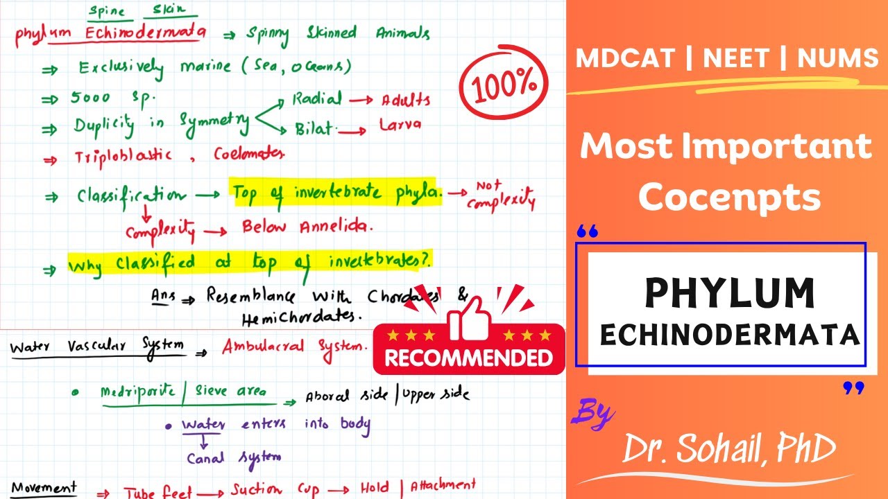 Kingdom Animalia (Echinodermata) | Lecture-06 | MDCAT | NUMS | NEET
