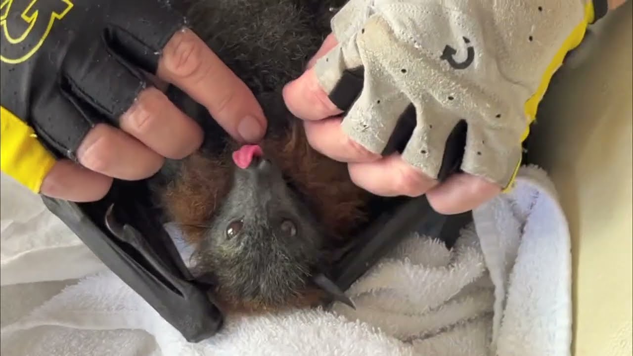 Toof part 9, in which he gets some special Maggie time