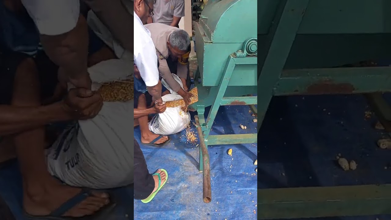 Proses pipil jagung