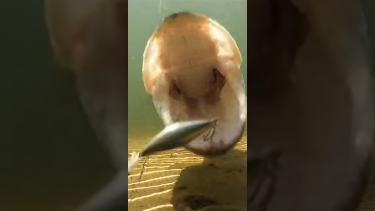 Monster Pike Inhales Lure #pike #fishing #shorts