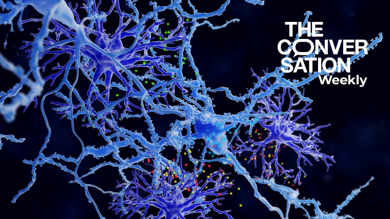 The biological switch that could turn neuroplasticity on and off in the brain