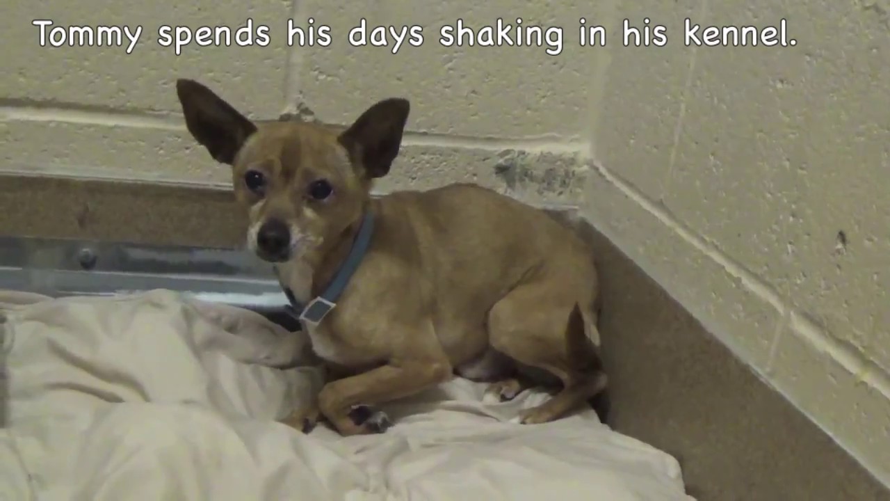 Please Save Tommy by June 20th! Contra Costa Animal Services Martinez, CA