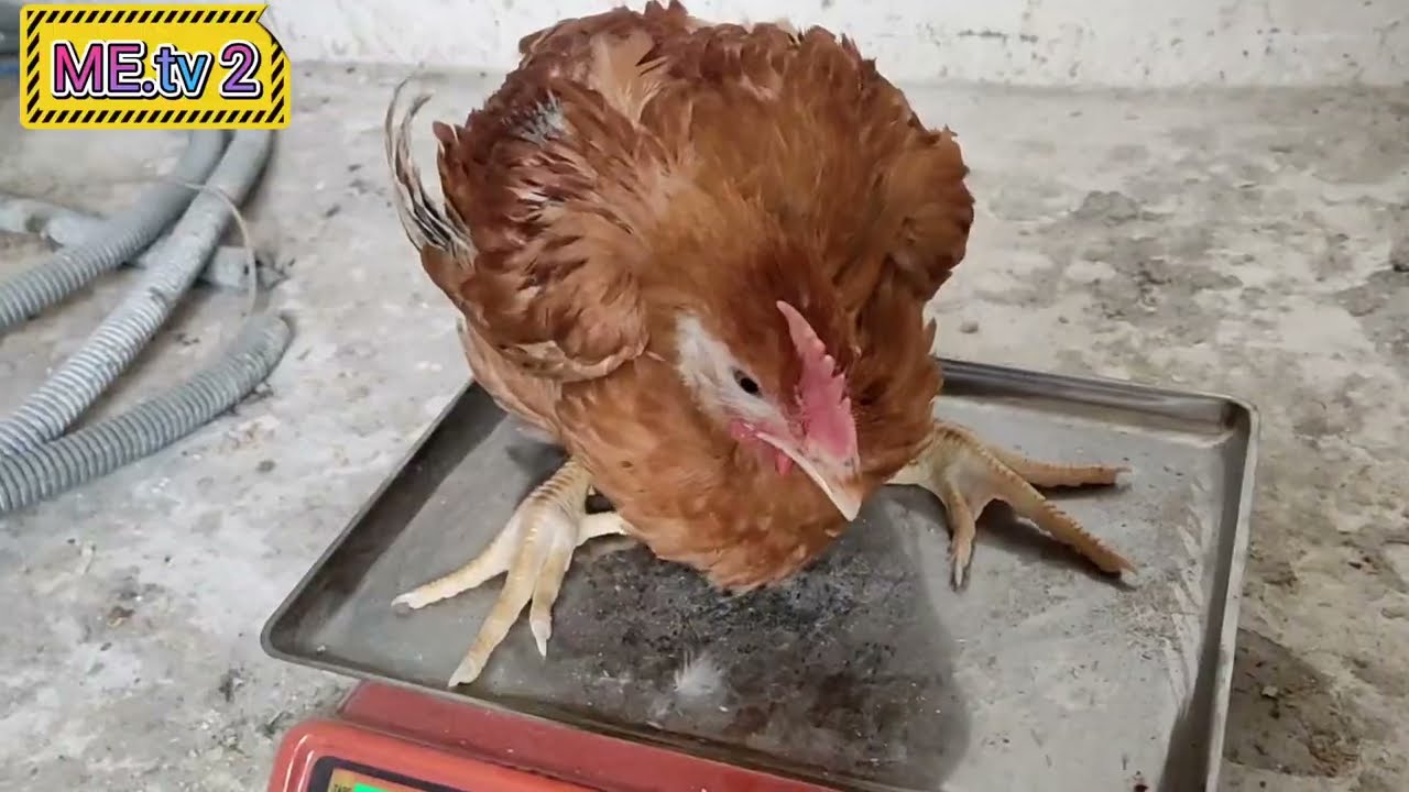 SASO cinsi ətlik və yumurtalıq