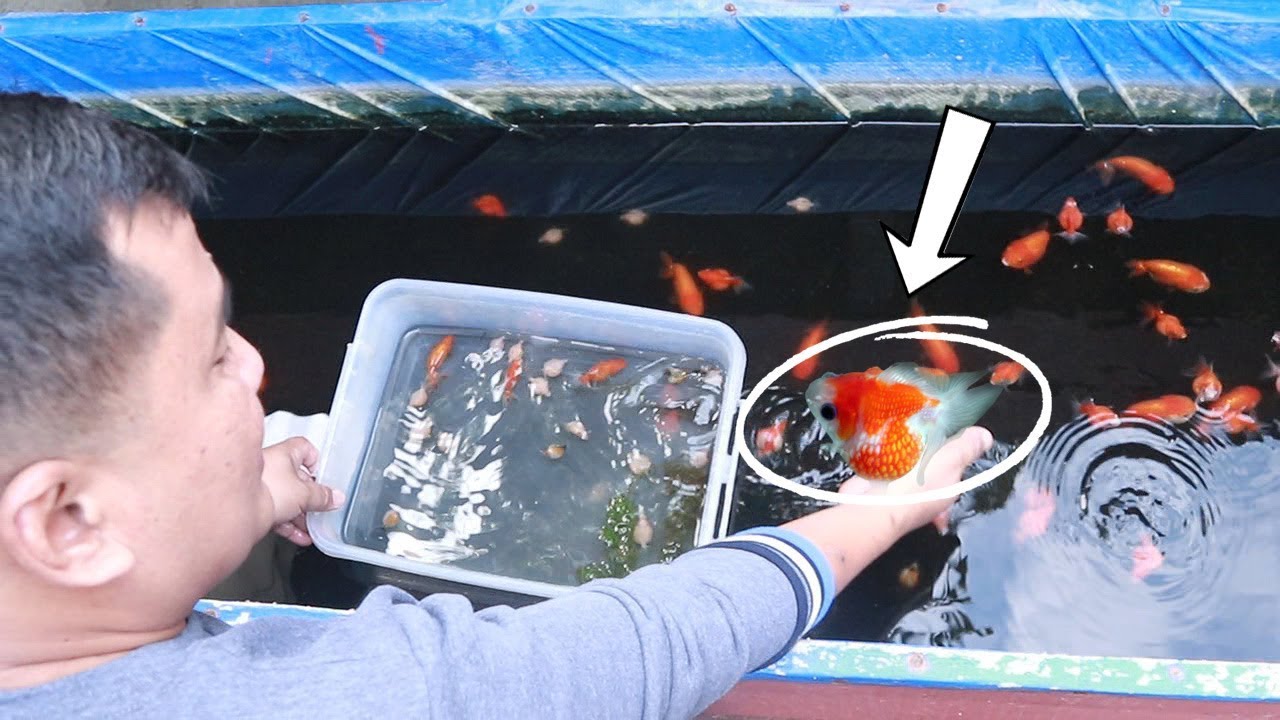 HIGH QUALITY PING-PONG fish ADDED in my MEGA WOODEN FISH TANK