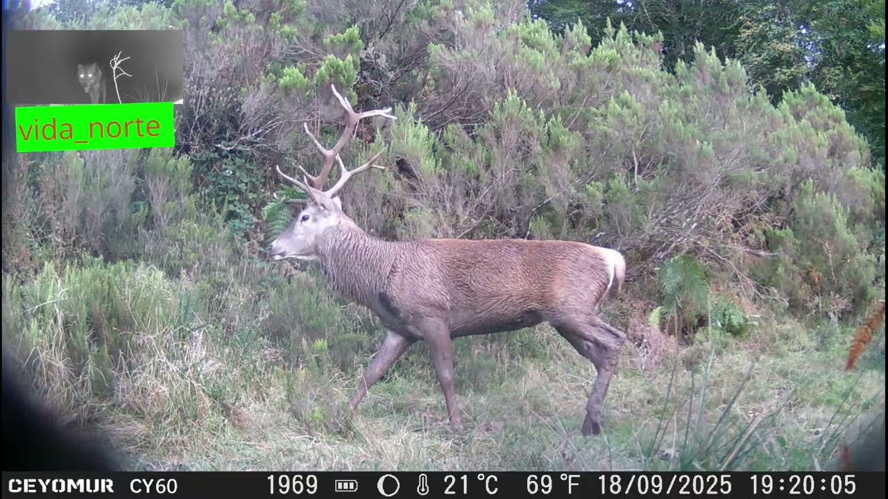 CIERVOS MONTAÑAS CANTABRICAS @VIDA_NORTE @FototrampeoCheck @fototrampeocantabro