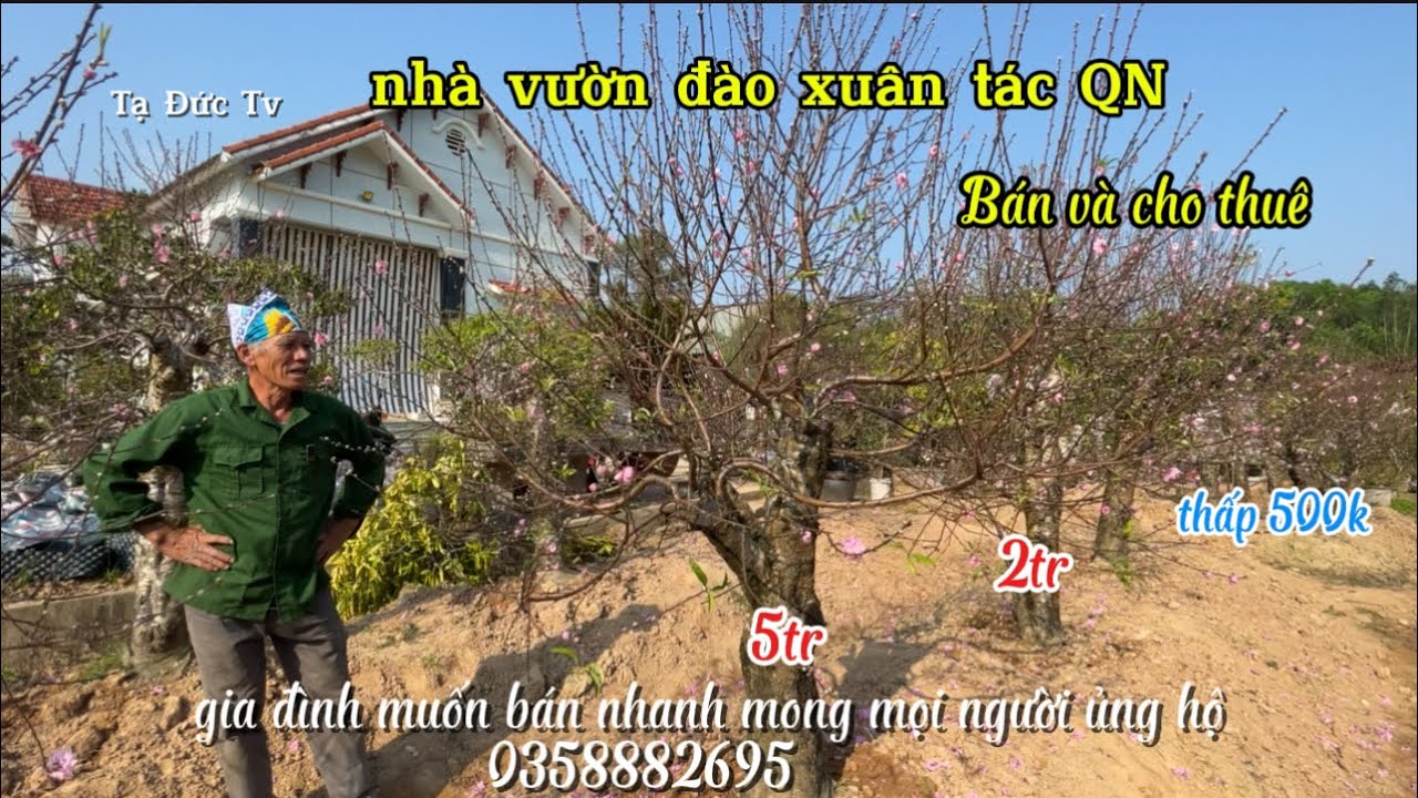 gia đình muốn bán đào ngấp tại QN