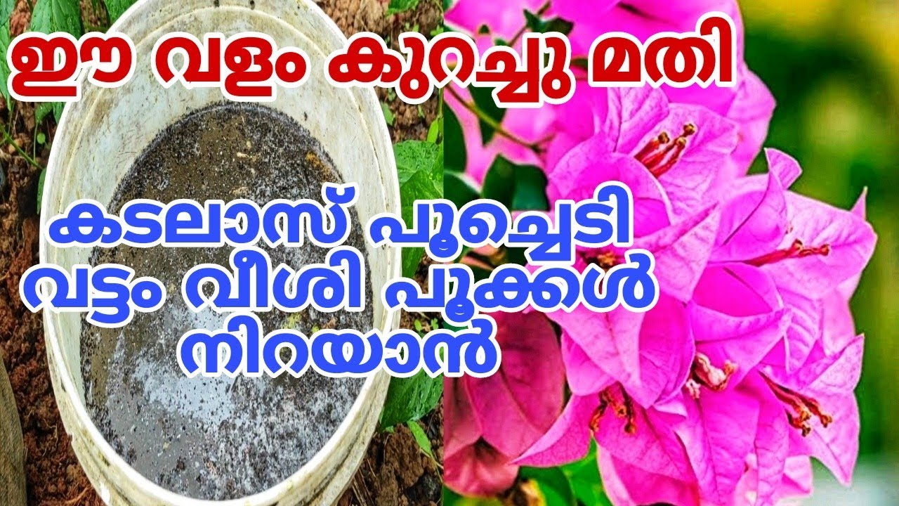 കുറച്ചുമതി തളിരും പൂവും തിങ്ങിനിറയും | Bougainvillea Plant Tips