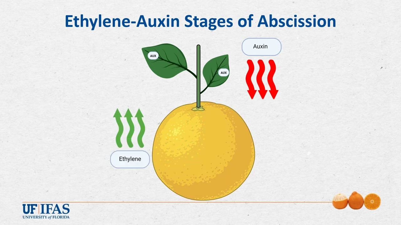 The Physiology of Pre-Harvest Fruit Drop