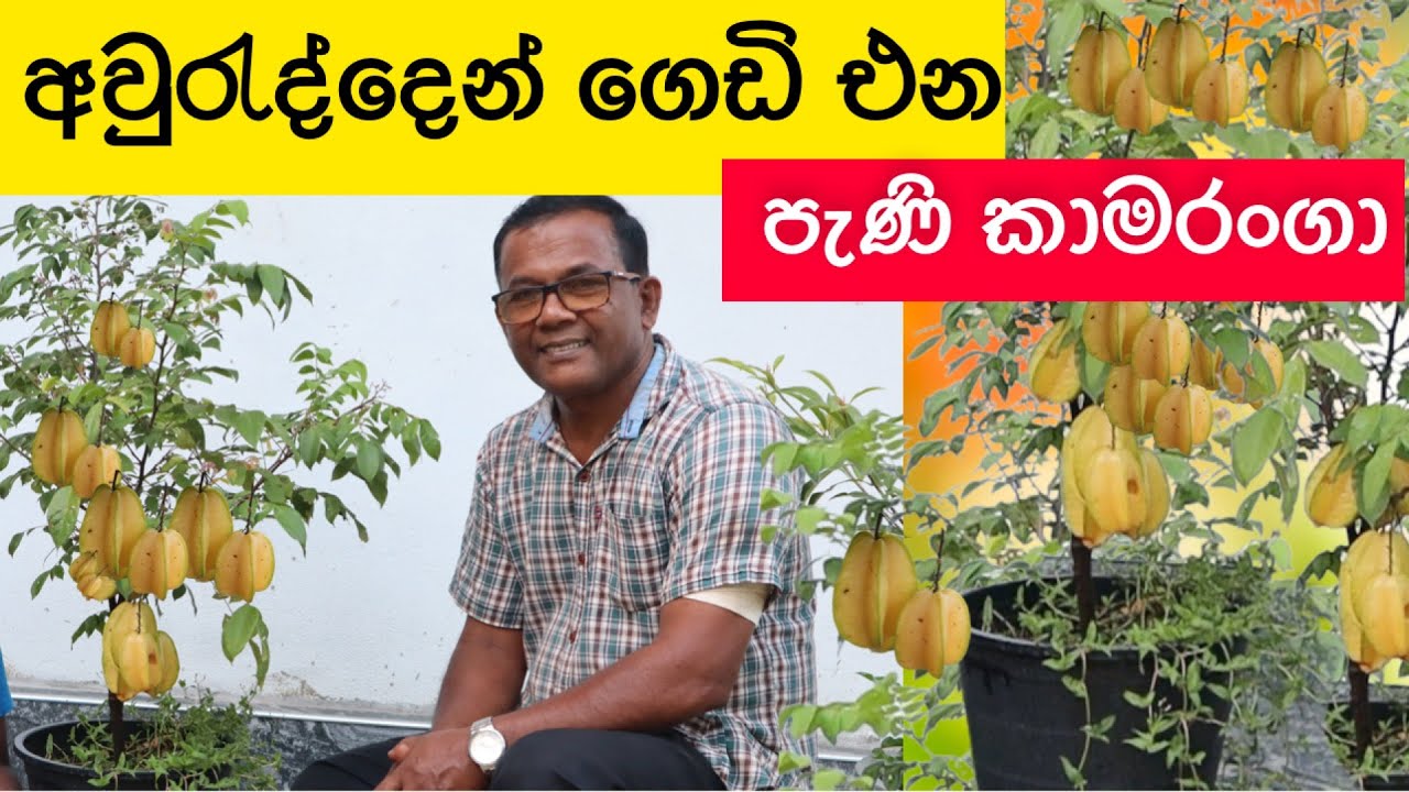 කොලෙස්ටරෝල් අඩු කරන දැනගන කන්න ඕනම  පළතුර | Kamaranga | Star Fruit |  Ceylon Agri | Episode  225
