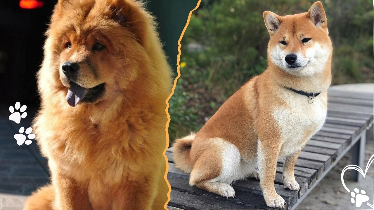 Top 4 Dog Breeds Harder to Train Than the Belgian Malinois