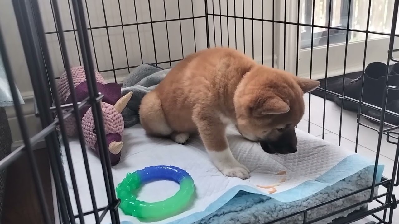Shiba Puppy Tries Cheese for the First Time