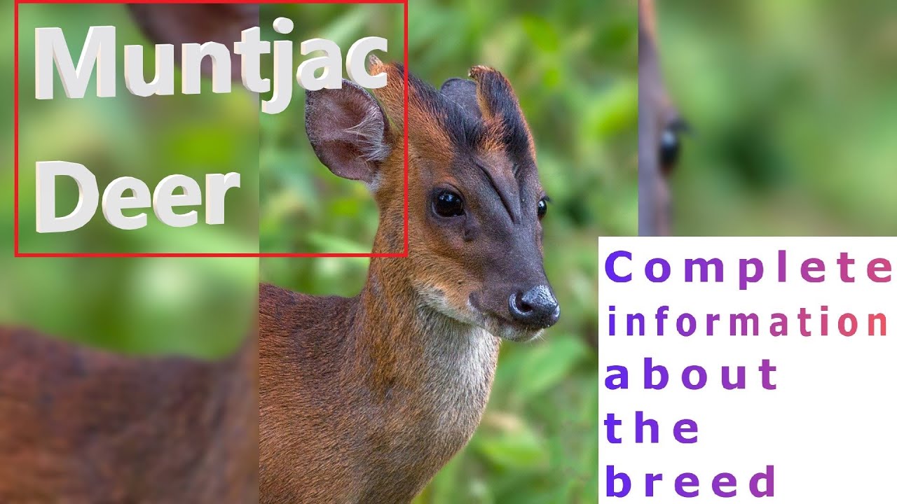 Muntjac Deer. Pros and Cons, Price, How to choose, Facts, Care, History