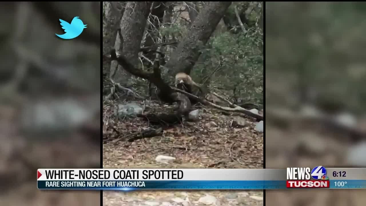 White-nosed coati spotted at Fort Huachuca