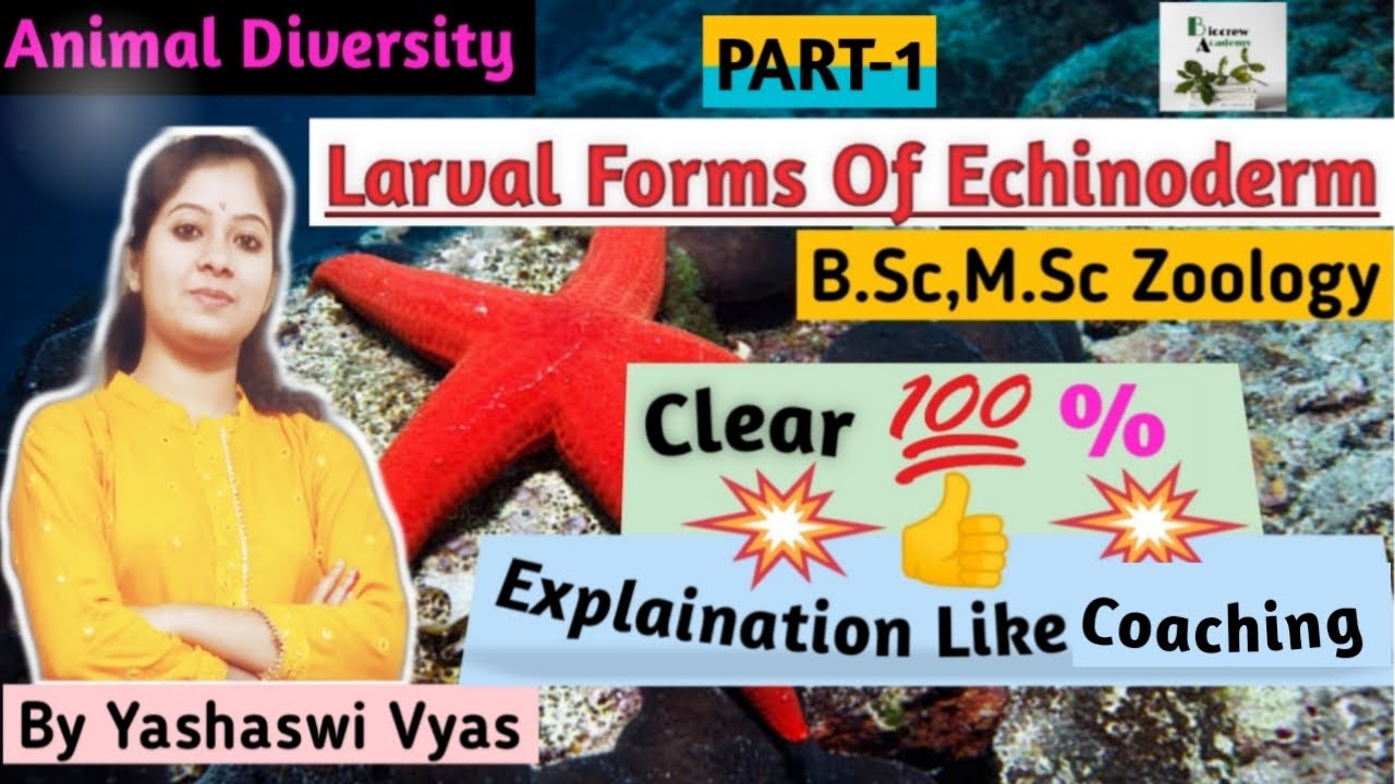 Forms Of Echinodermata Larva(Part-1):Larva Of Echinoderms#Bsc#MScZoology