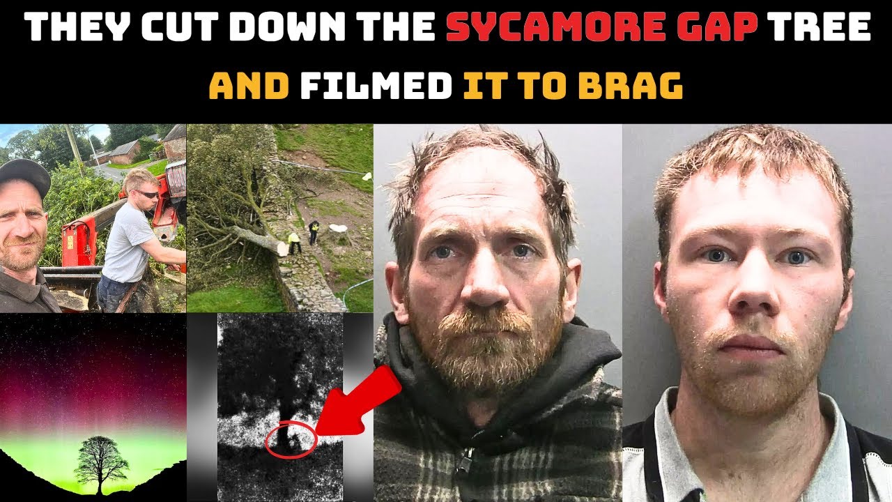 The Sycamore Gap Case - The Night Britain&rsquo;s Most Famous Tree Was Felled | UK crime documentary