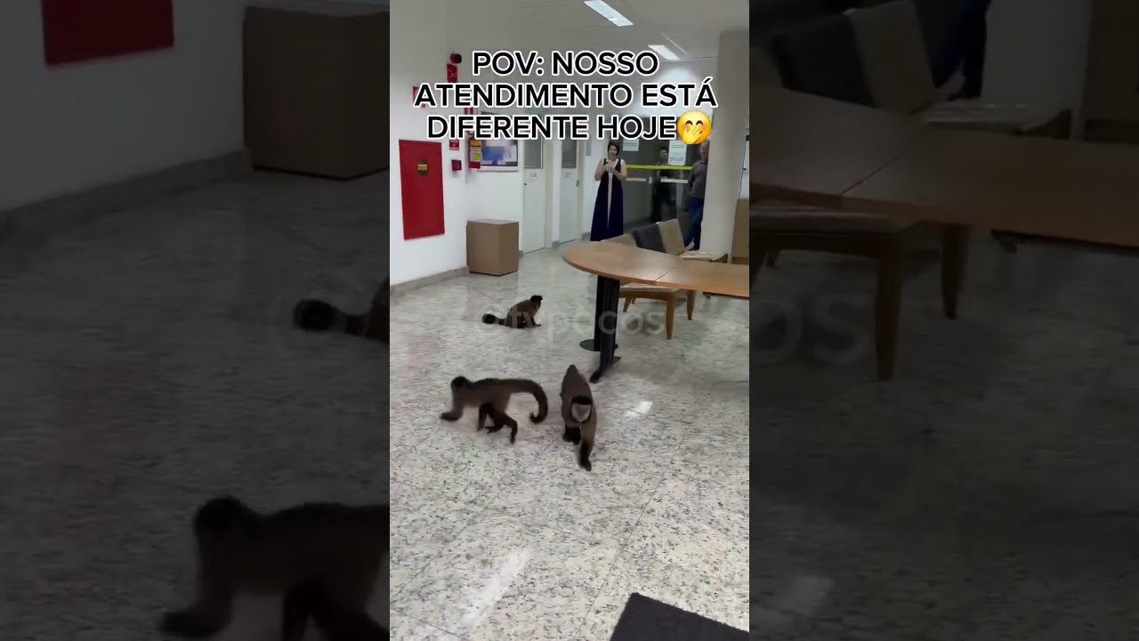 MACACOS INVADEM ÁREA DE RECEPÇÃO DO DME EM POÇOS DE CALDAS