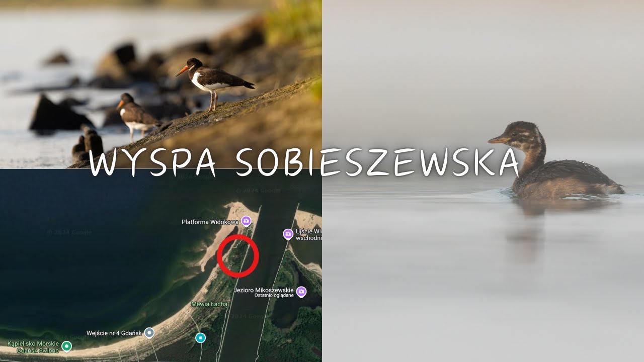 WYSPA SOBIESZEWSKA // FOTOGRAFIA PRZYRODNICZA // DZIKA PRZYRODA