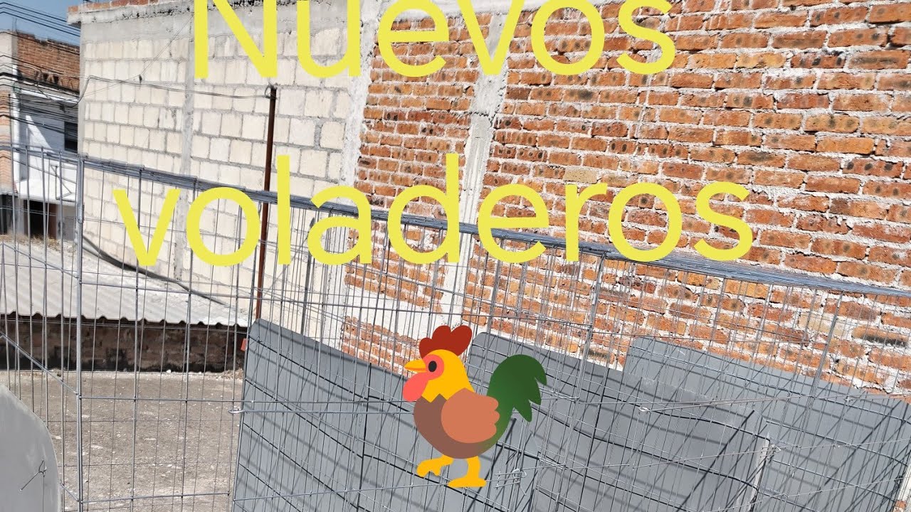 Nos llegaron nuevos voladeros | Rancho MM 🐓 