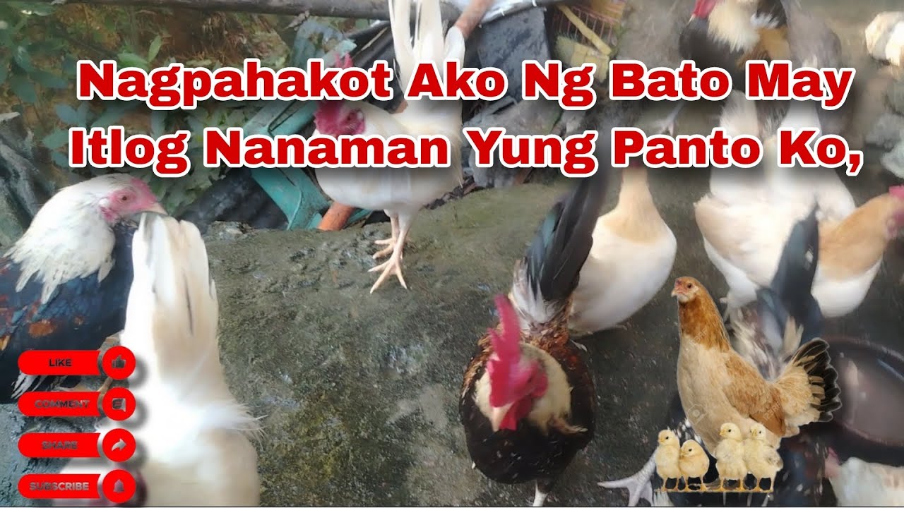 May Mga Bato Na Pang Reprap Mangitlog Nanaman Yung Panto Ko.