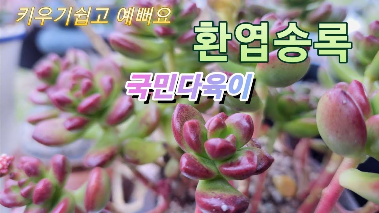 농장봄꽃 돌아보면서 #환엽송록분갈이햇어요#힐링 #다육이키우기 #다육식물 #국민다육이 #봄소식 #多肉植物 #