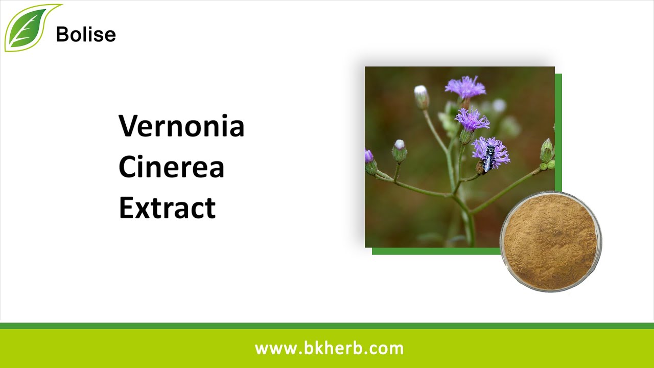 Factory Supply Best Quality Vernonia Cinerea Extract, Sales and Price