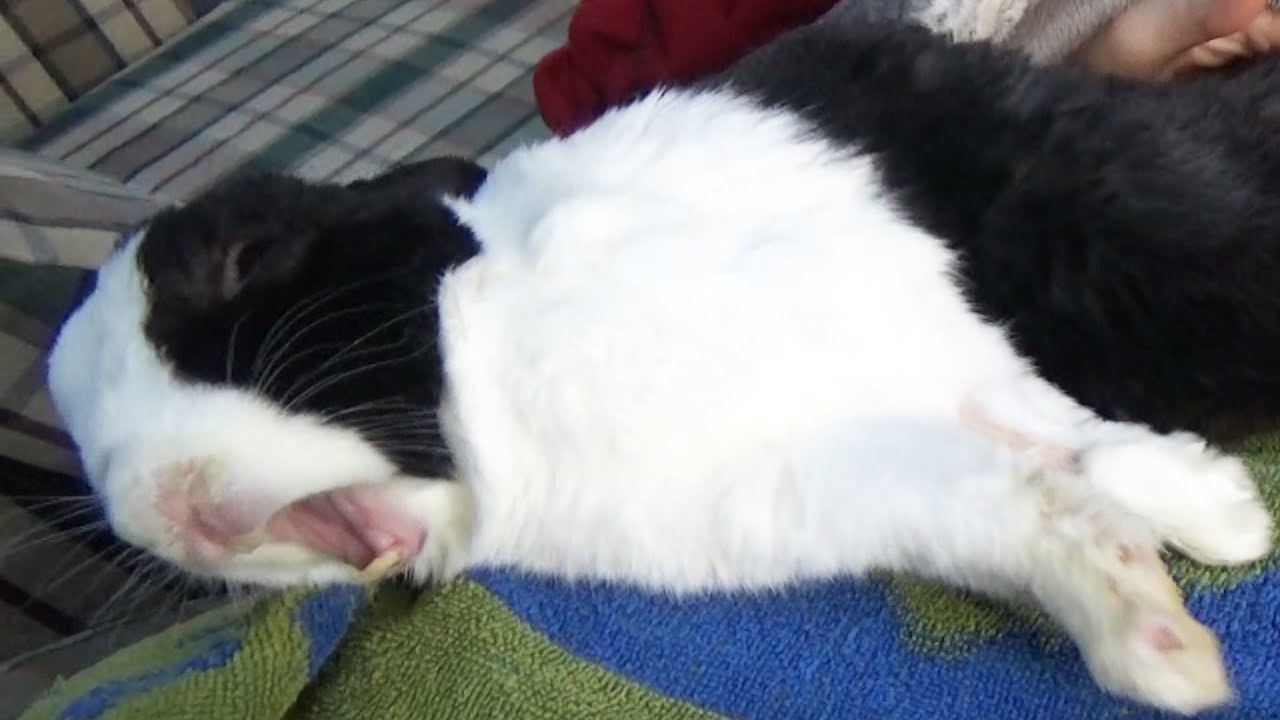 Sleeping rabbit dreaming