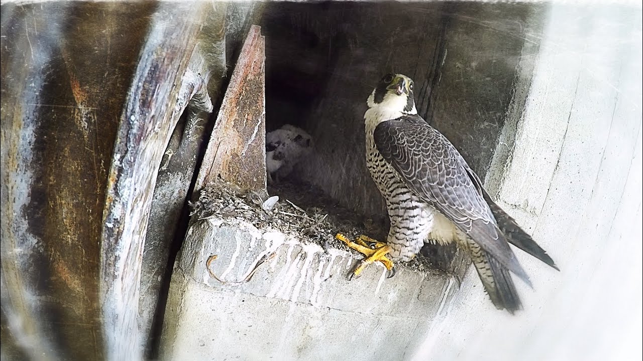 Peregrine falcon nesting