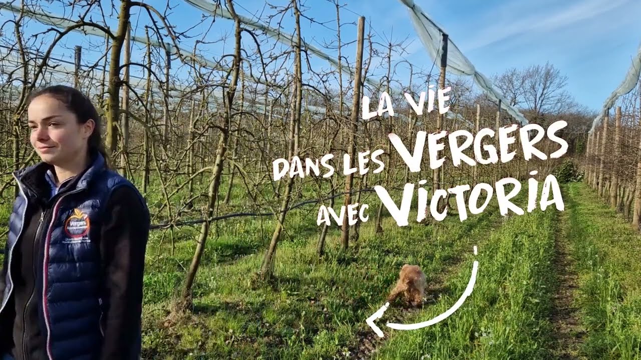 Tuto : La taille des pommiers - Dans les vergers avec Victoria