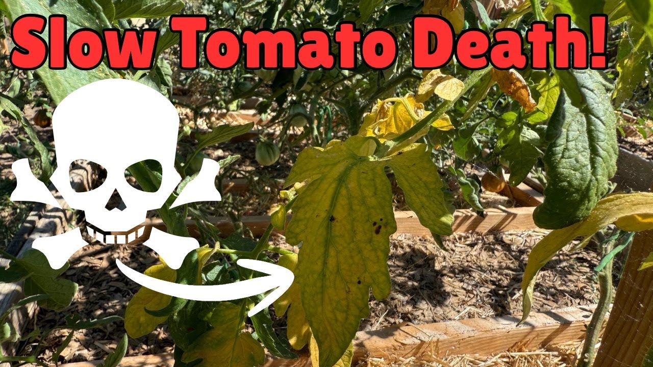 Fusarium Wilt in Tomatoes: Symptoms and Solutions