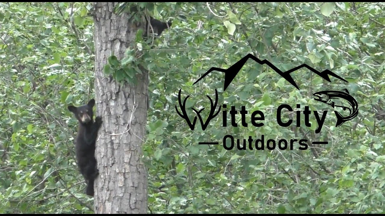 Cinnamon Bear with 3 Cubs – Playful Moments in Valdez, Alaska