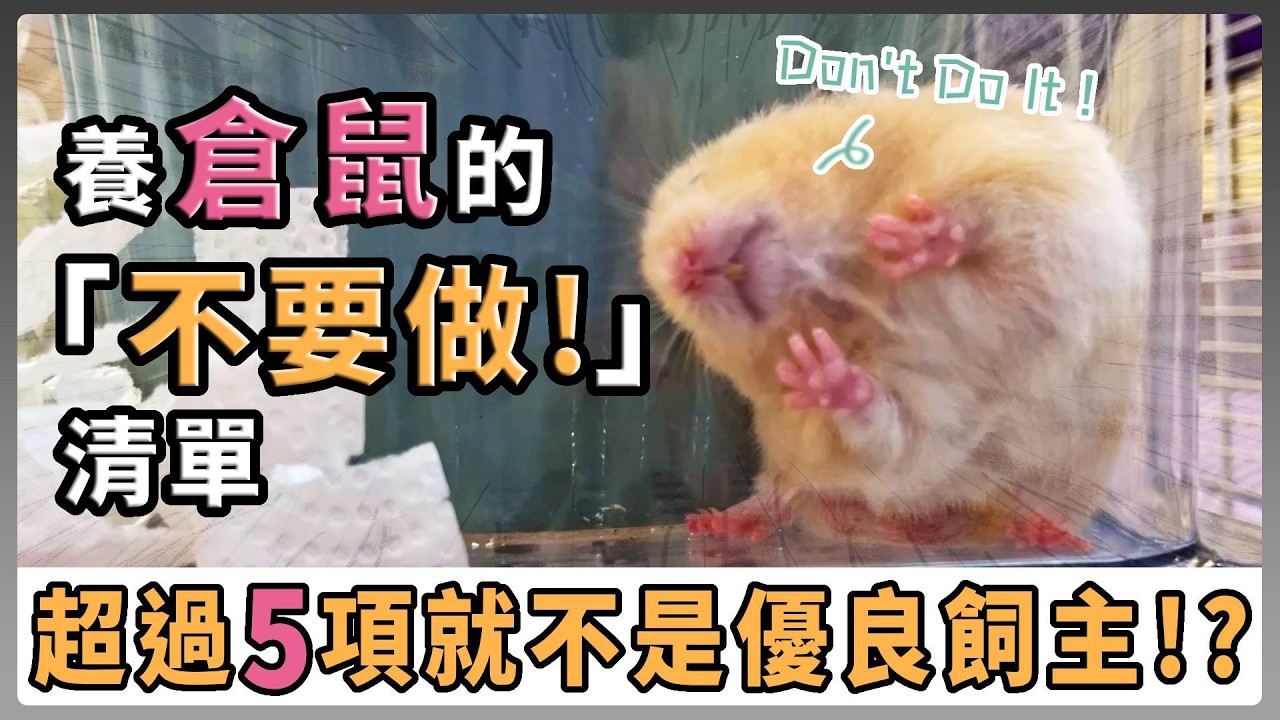 養倉鼠「千萬不要做」清單｜超過5項就不是優良飼主！？  【不踩雷養鼠攻略】