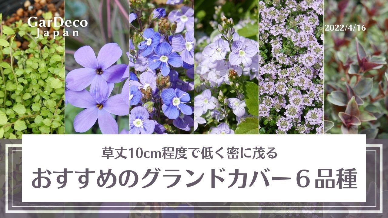 【草丈低く密に茂る】おすすめのグランドカバー６品種【宿根草】