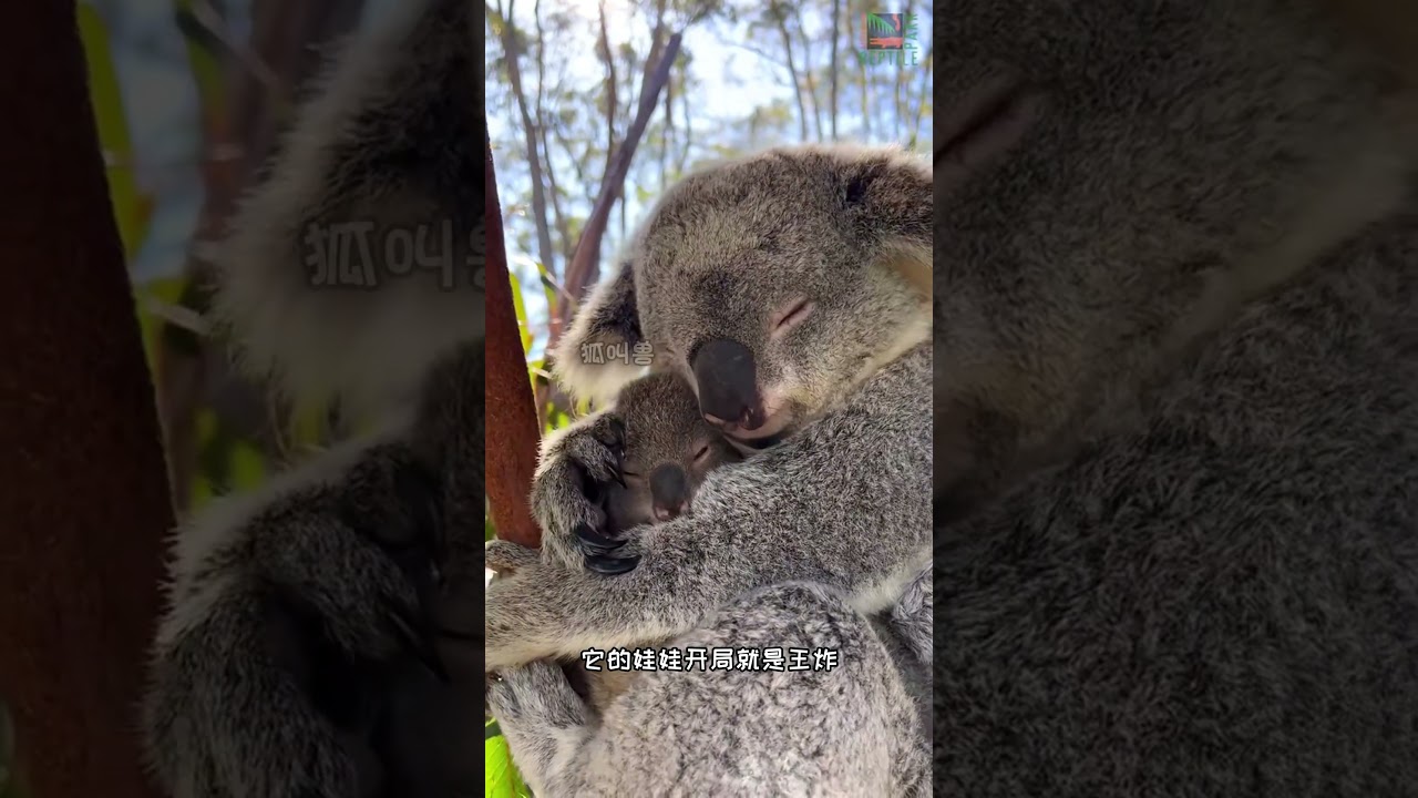 树袋熊又名考拉，可可爱爱，没有脑袋，全是水！ #考拉 #树袋熊 #搞笑 #动物科普