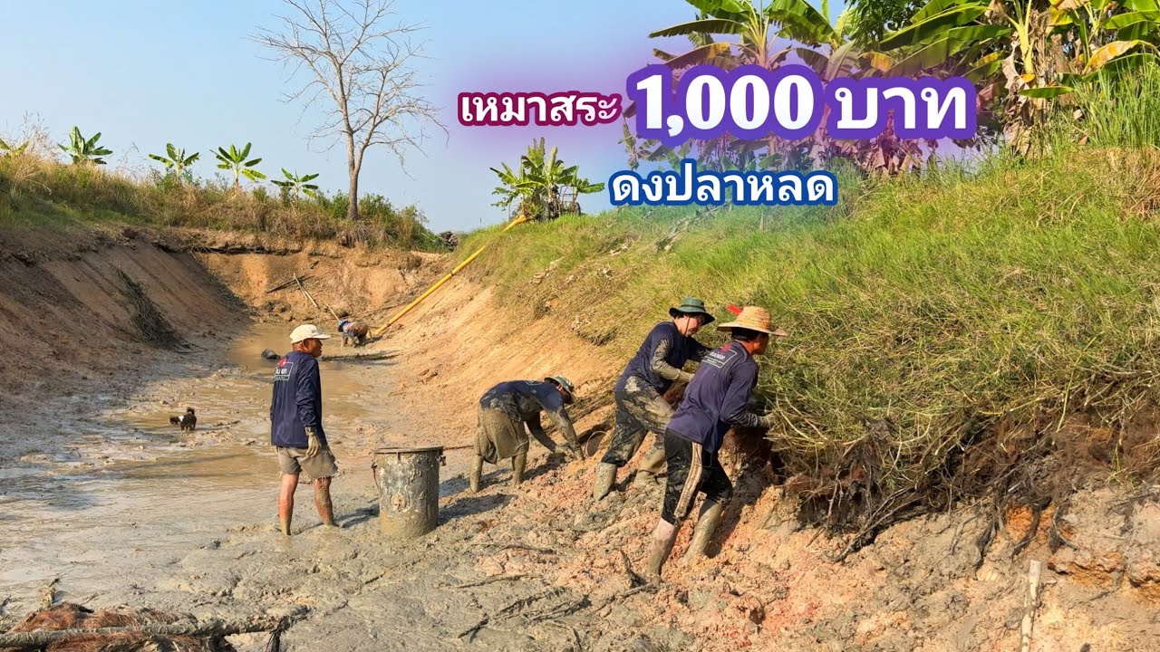 เหมาสระ 1,000 บาท เจ้าของถามขายให้ใครก็ไม่มีใครอยากซื้อ ลองเหมาดู มันไม่ธรรมดาเลย / บ้านนอก EP.1,004