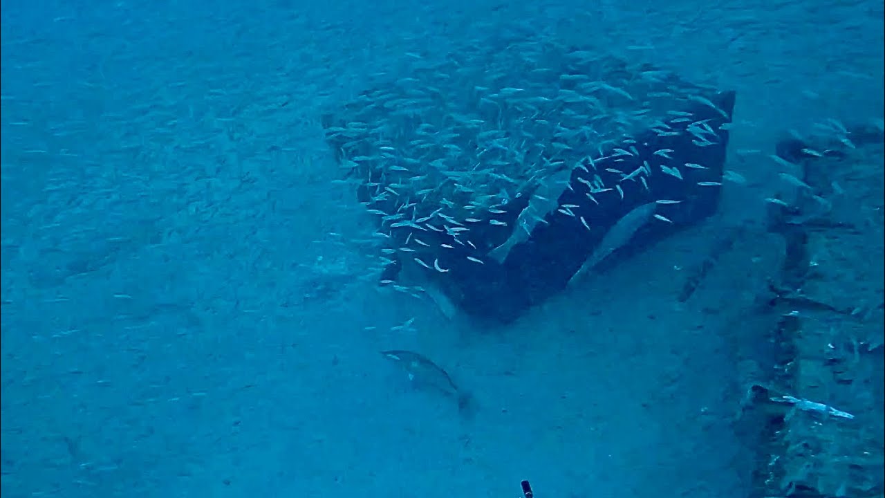 opening gag grouper