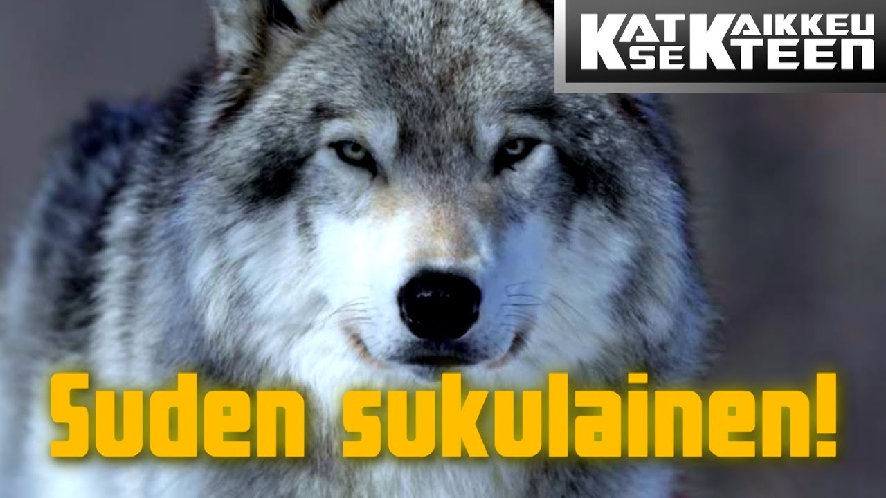 IHMISEN PARAS YSTÄVÄ