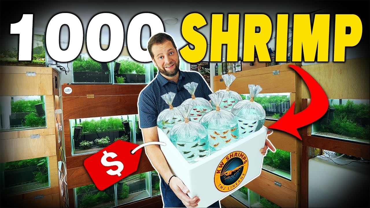 Я купил 1000 креветок из Сингапура! (Что внутри?)