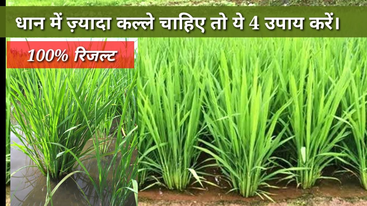 धान में ज्यादा कल्ले चाहिए तो ये 4 काम करें।Paddy crop more tillering try this 4 method.