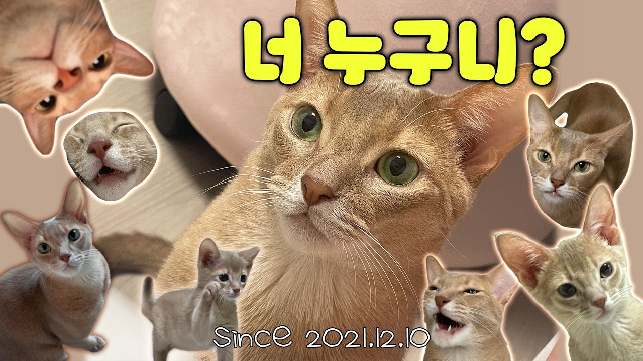차미우 너 누구니?