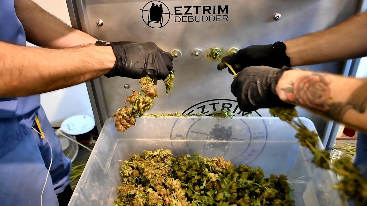 Trimming and Bucking 200 Pounds of Cannabis in Half the Time and with Half the Staff