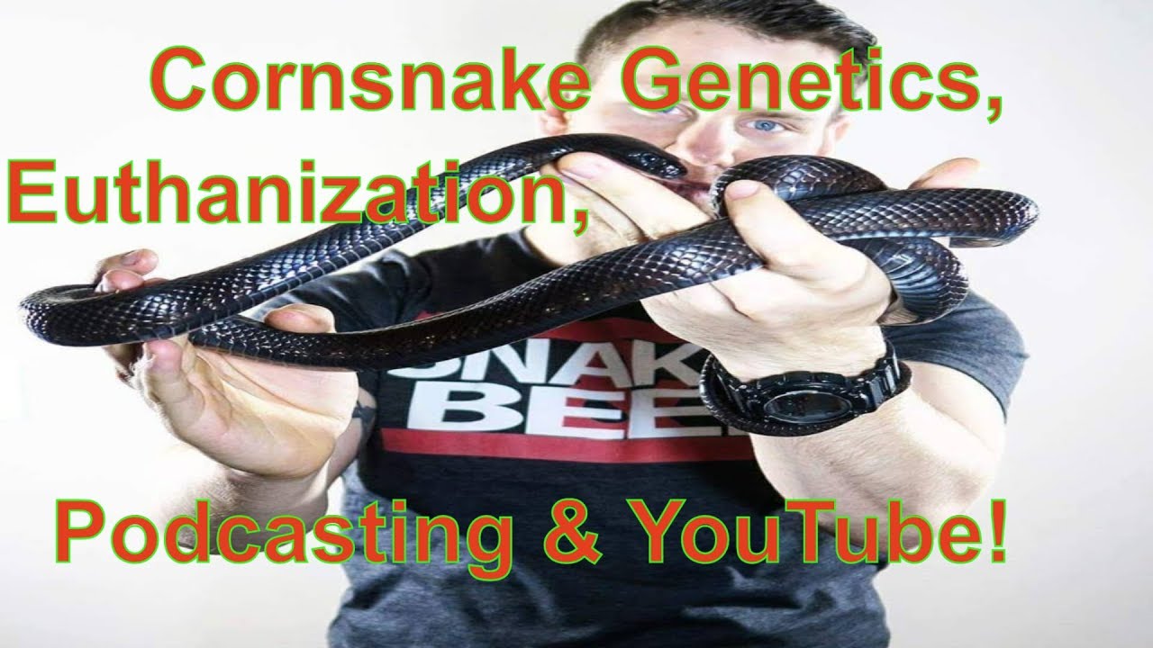 Joe Phelan, Port City Pythons, talks Genetics, Euthanization, Podcasting, & YouTube!