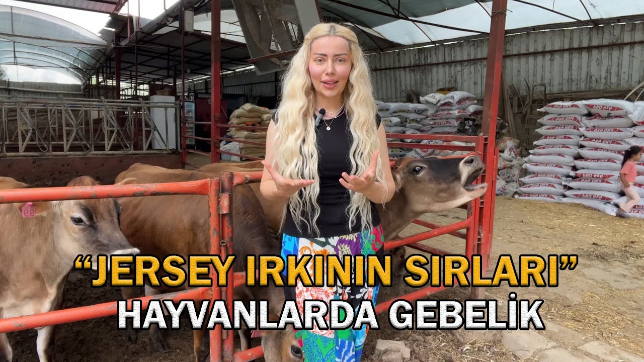 Jersey Irkının Sırları - Hayvancılıkta Sünger Uygulaması Ve Gebelik