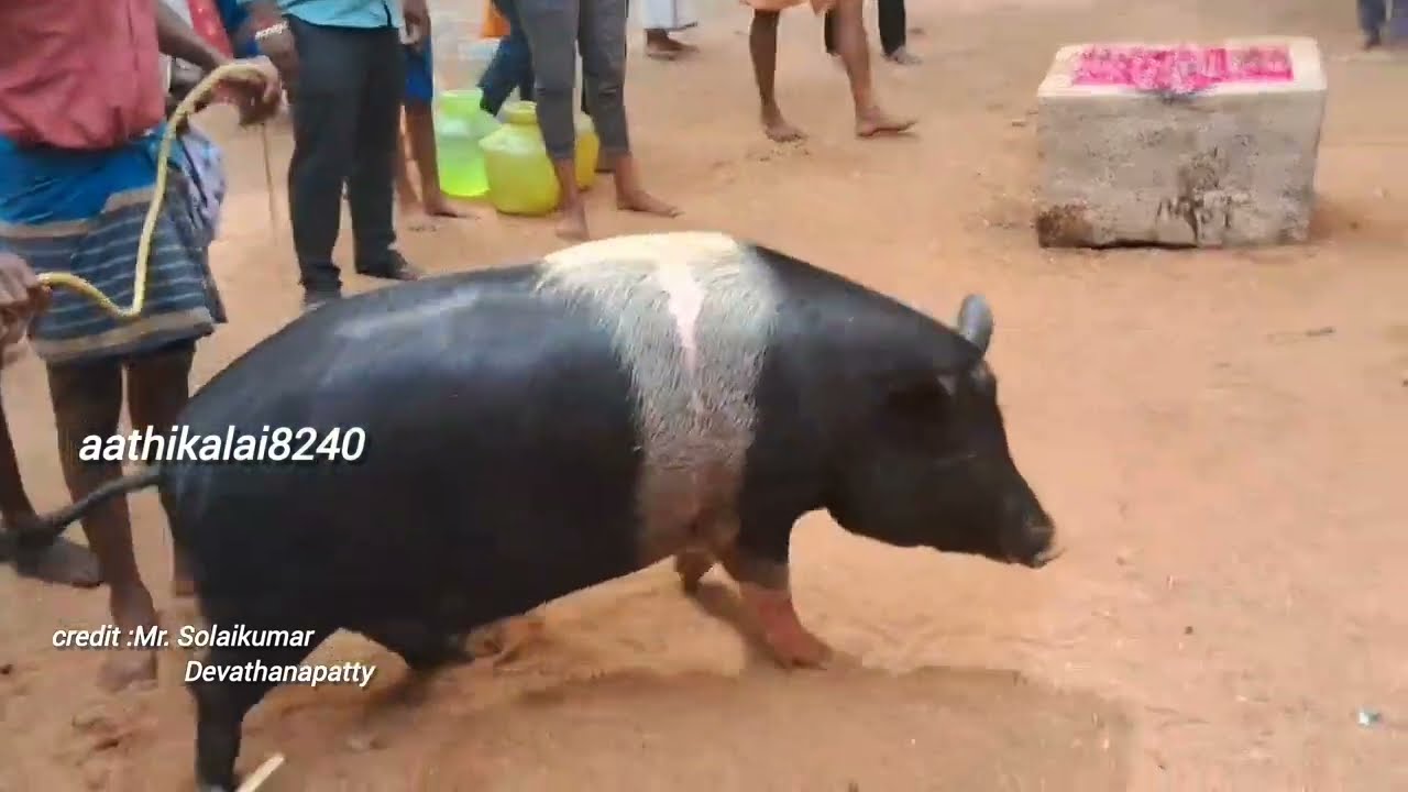 வள்ளியூரின் வளமான ஆத்திப்  பணிவிடை செட்டியாபத்து கோயிலில்(20/07/2025)